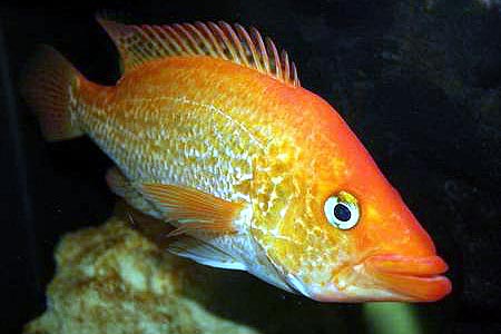 petenia